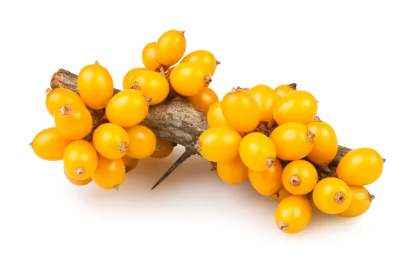 Buckthorn cluster — Stock Photo, Image