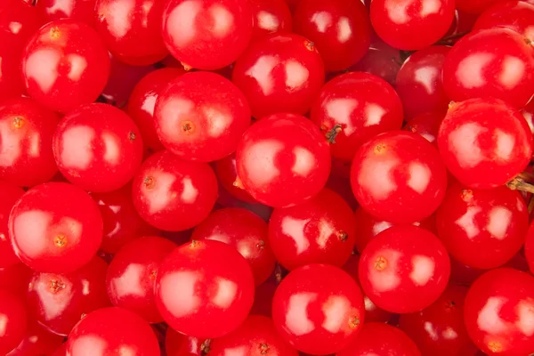 Viburnum close-up — Fotografia de Stock