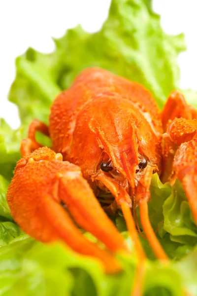 Crawfish boiled — Stock Photo, Image