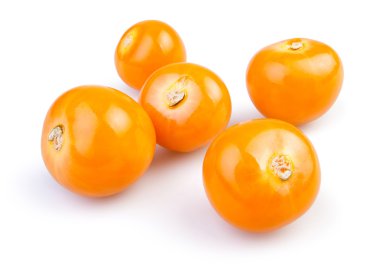Physalis grubu