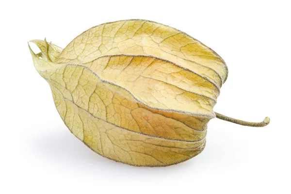 Physalis uno — Foto Stock