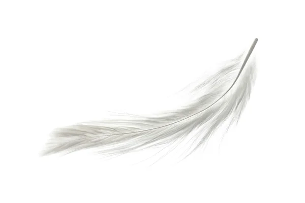 Feather — Stock Photo, Image