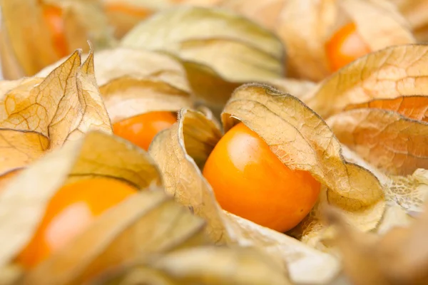 Physalis primo piano — Foto Stock