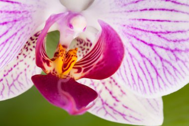 phalaenopsis orkide