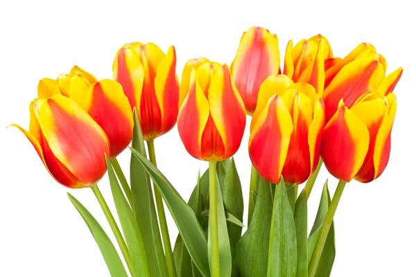 Tulpen boeket — Stockfoto