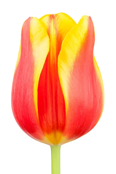 Tulpen-bud — Stockfoto
