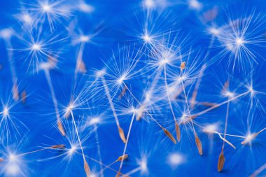 karahindiba makro closeup tohumları