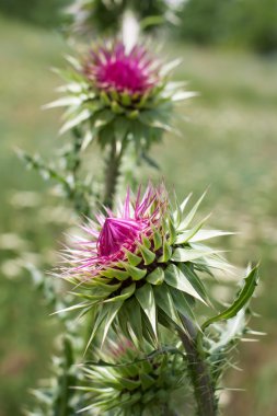 Thistle çiçek