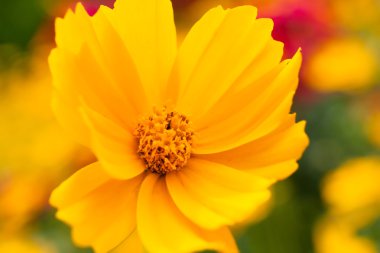 çiçek papatya sarı