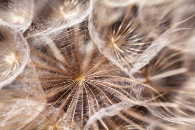 karahindiba tohum makro