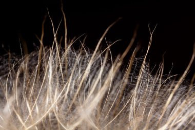 karahindiba tohum makro