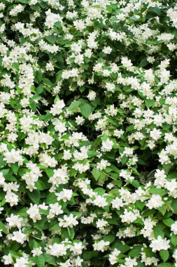 Yasemin çiçeği çalı