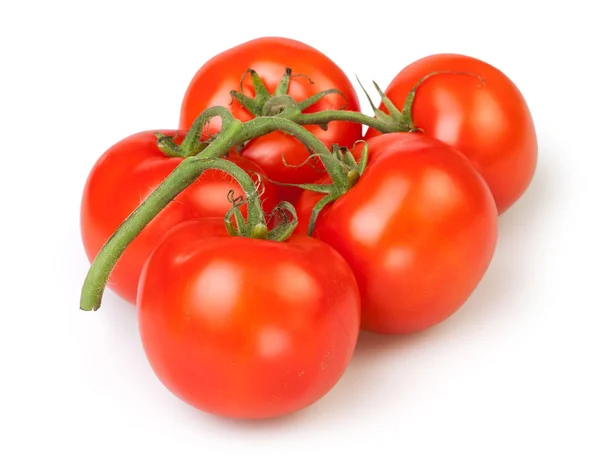 Rama de tomate — Foto de Stock