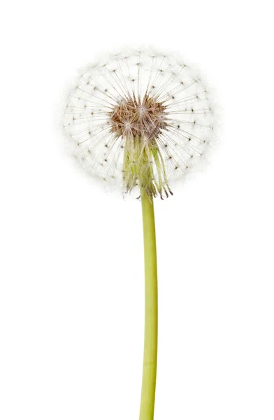 Dandelion whole — Stock Photo, Image