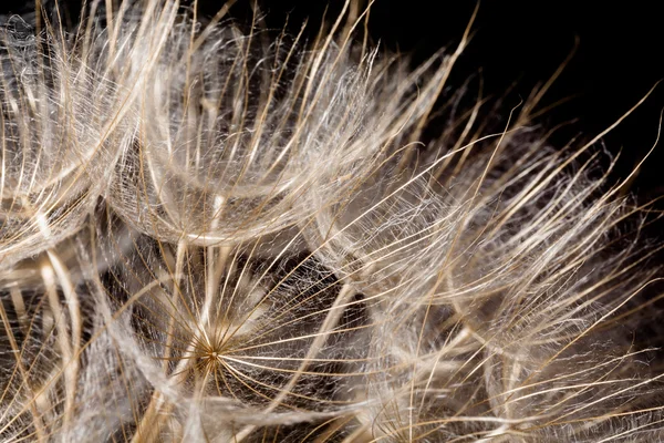 Dandelion seeds macro — Stock Photo, Image