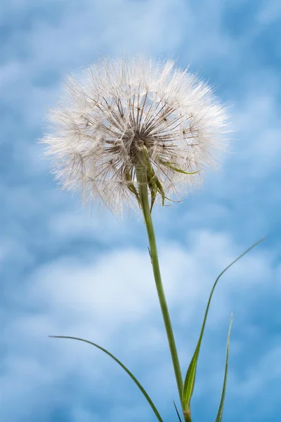 Dandelion flower — Stock Photo, Image