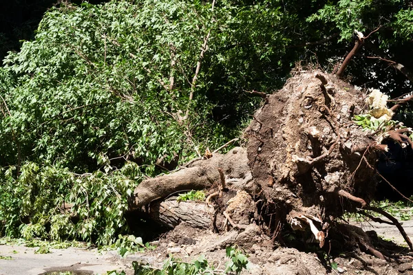 Drzewa spadł — Zdjęcie stockowe