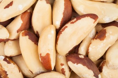 orzechy brazylijskie zbliżenieBrezilya fıstığı portre