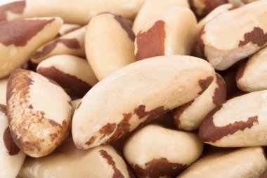 Brezilya fıstığı makro