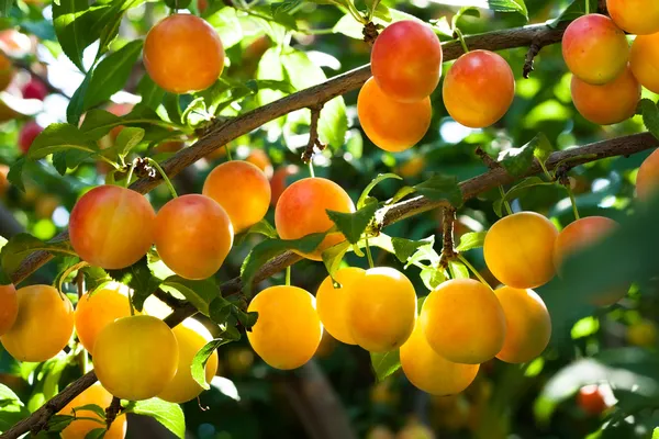 Plum tree — Stock Photo, Image