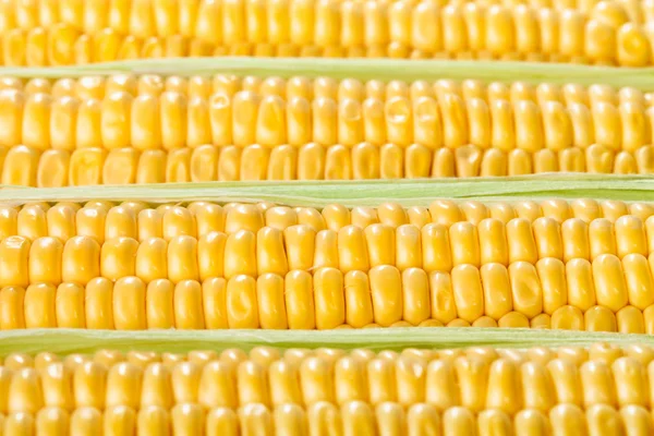 Corn ear kernels — Stock Photo, Image