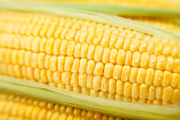 Corn kernels macro — Stock Photo, Image