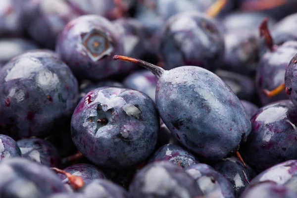 Blueberry macro close-up — Stockfoto
