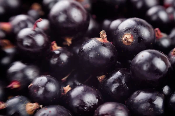 Grosella negra — Foto de Stock