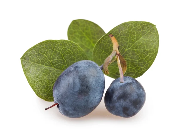 Blueberry group leaves — Stock Photo, Image