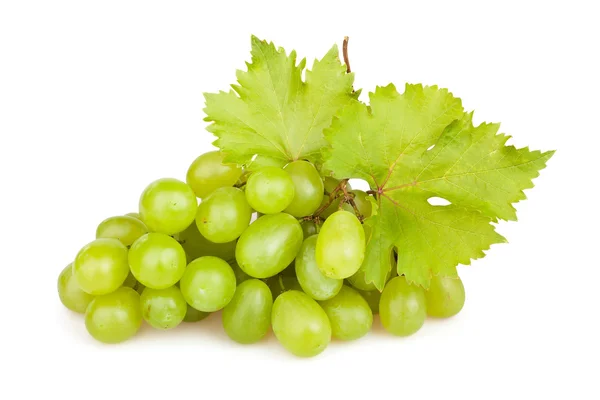 Winogrona białe liść — Zdjęcie stockowe