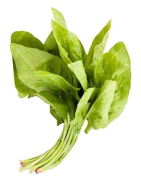 Grappolo di foglie di spinaci — Foto Stock