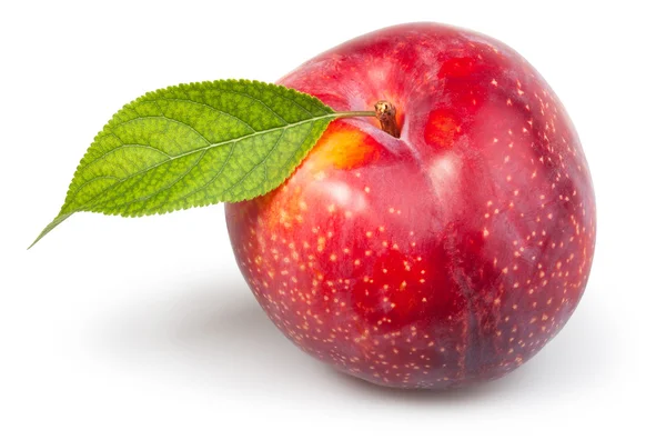 Single plum with leaf — Stock Photo, Image