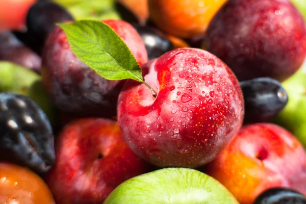 Plum fruit mix — Stock Photo, Image