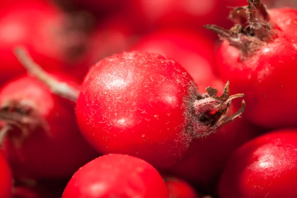 Mini-Paradies Apfel — Stockfoto