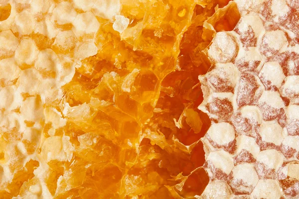 Honeycomb macro — Stock Photo, Image