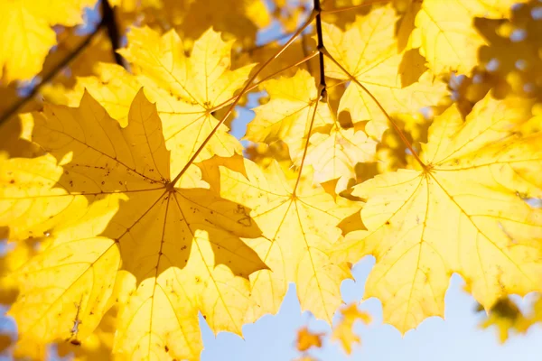 Hojas de arce de otoño — Foto de Stock