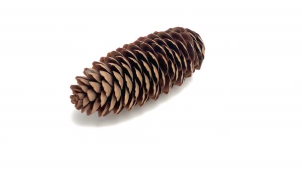 Fir Cone Geïsoleerd Witte Achtergrond — Stockvideo