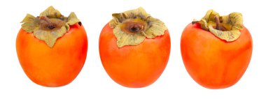 hurma yolu beyazda izole edildi