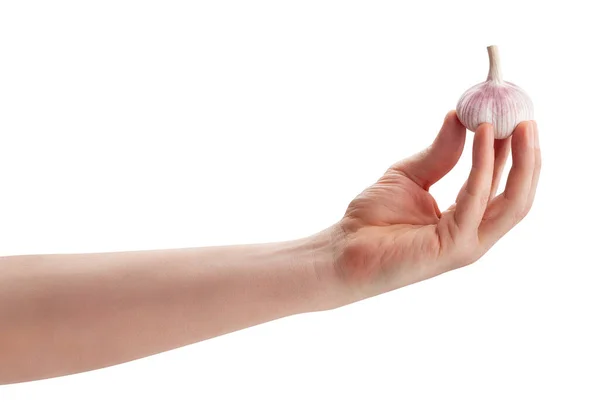 Knoblauch Der Hand Isoliert Auf Weißem Hintergrund — Stockfoto