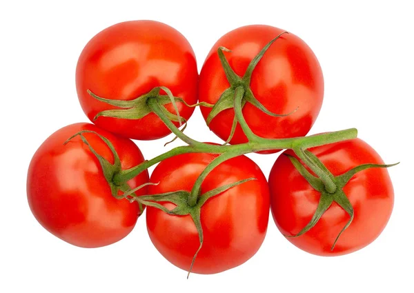 Ścieżka Gałązki Pomidora Izolowana Białym Górnym Widoku — Zdjęcie stockowe