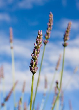Mavi gökyüzü karşı vahşi lavendar