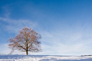 Lone tree karşı kış ayarı
