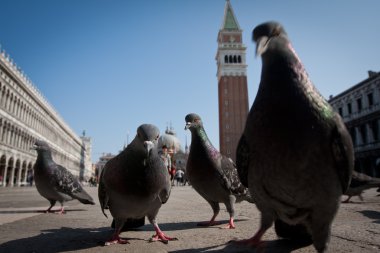 Pigeon in san marco, venice italy clipart