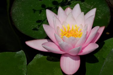 Lotus çiçeği.