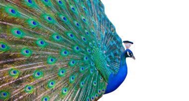 Peacock clipart