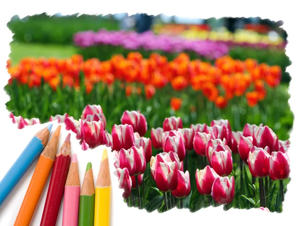Colore matita disegno tulipano fiori — Foto Stock