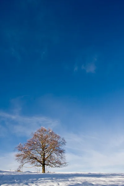 Osamělý strom proti zimě nastavení — Stock fotografie