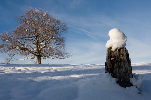 Einsamer Baum vor winterlicher Kulisse — Stockfoto