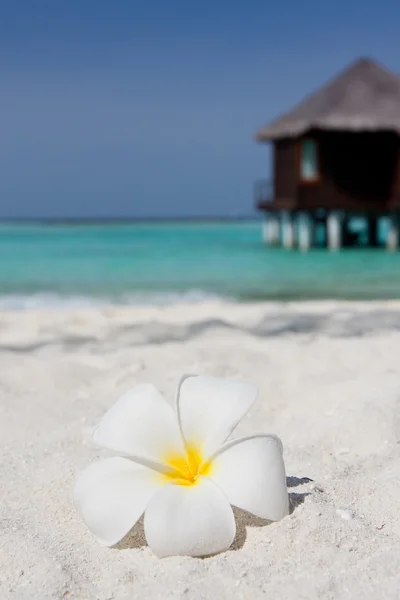 Flower on a white sandy beach — Stock Photo, Image