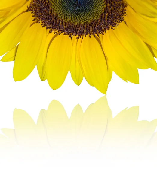 Sunflower — Stock Photo, Image